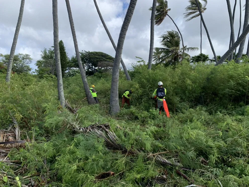 Local yard maintenance in Kailua, HI by Prosperity