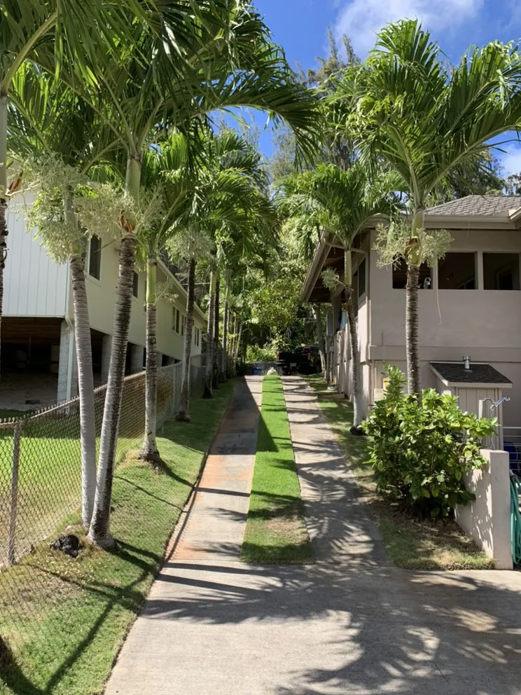 Trusted yard cleanup service for year-round maintenance in Kailua, HI by Prosperity