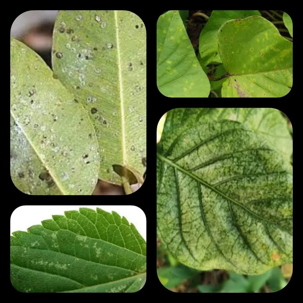 Trusted landscape design experts serving West Palm Beach, FL - Protective Pest Control