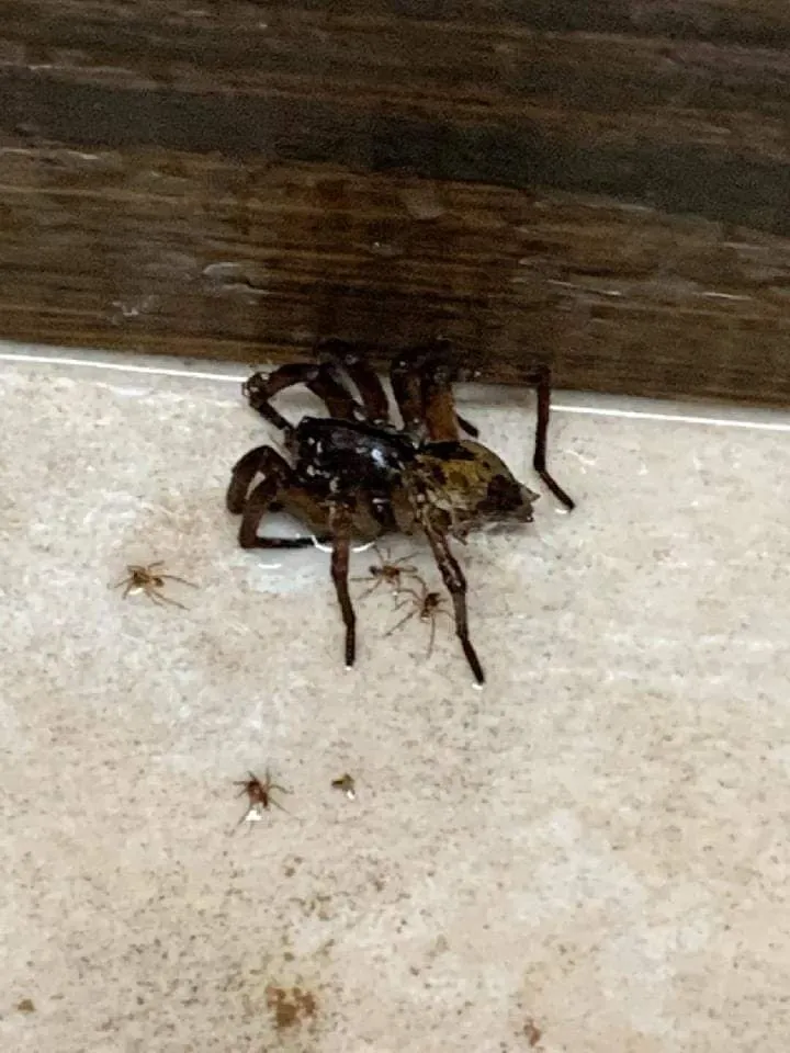 Trusted yard cleanup service in West Palm Beach, FL - Protective Pest Control