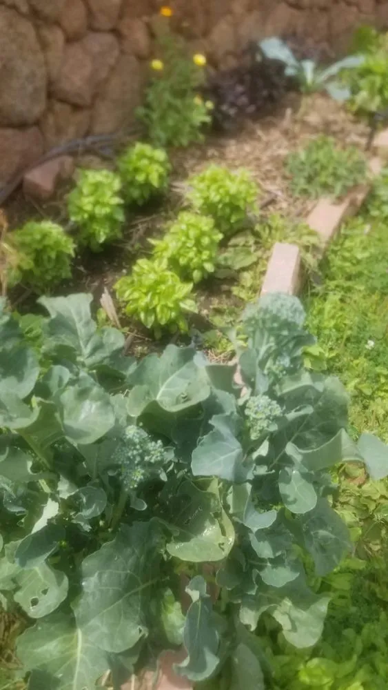 Expert yard cleanup service in Denver, CO by Proterra Landscapes