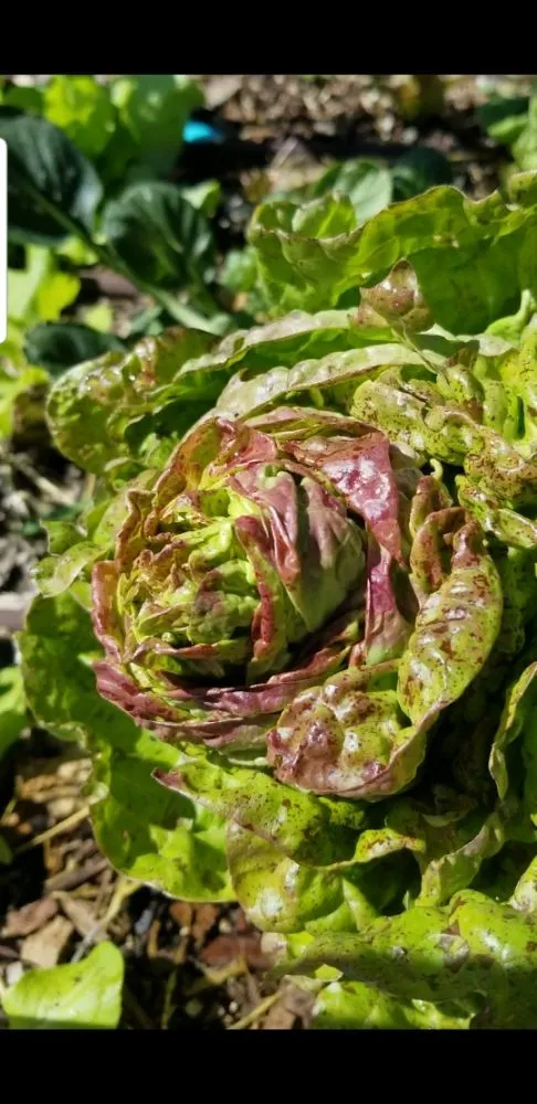 Professional lawn care service for year-round maintenance in Denver, CO by Proterra Landscapes