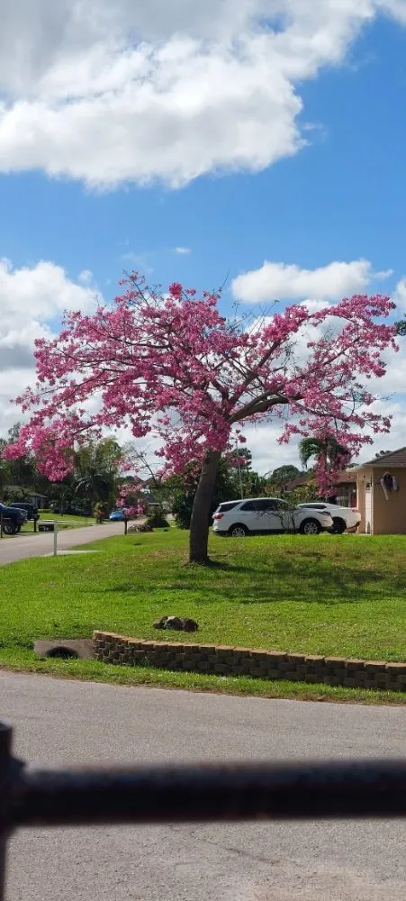 Custom landscaping services in Bonita Springs, FL by Providence Garden Landscaping