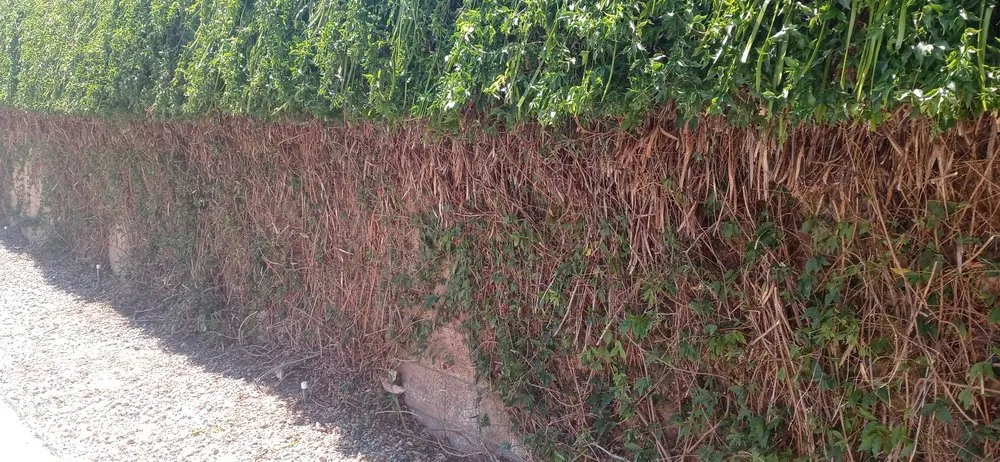 Professional landscaping services in San Jacinto, CA by Providence Landscaping