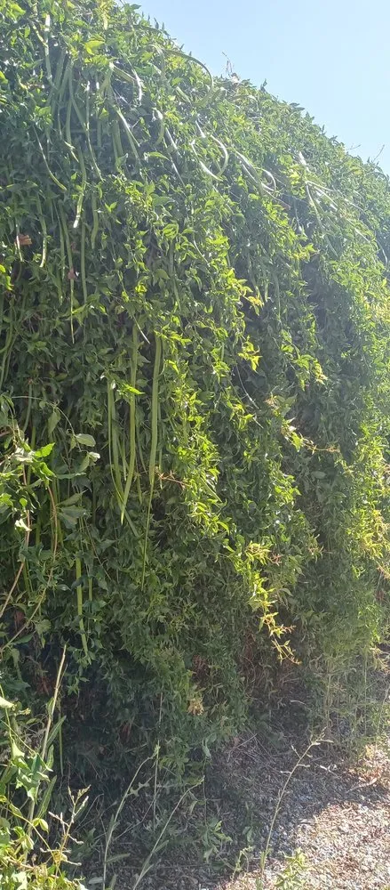 Affordable lawn mowing service in San Jacinto, CA by Providence Landscaping