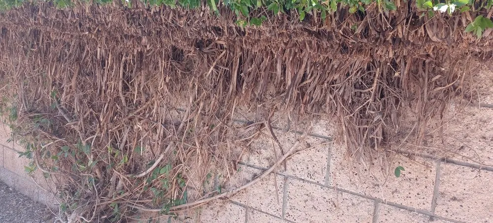 Custom landscape installation for residential properties in San Jacinto, CA by Providence Landscaping