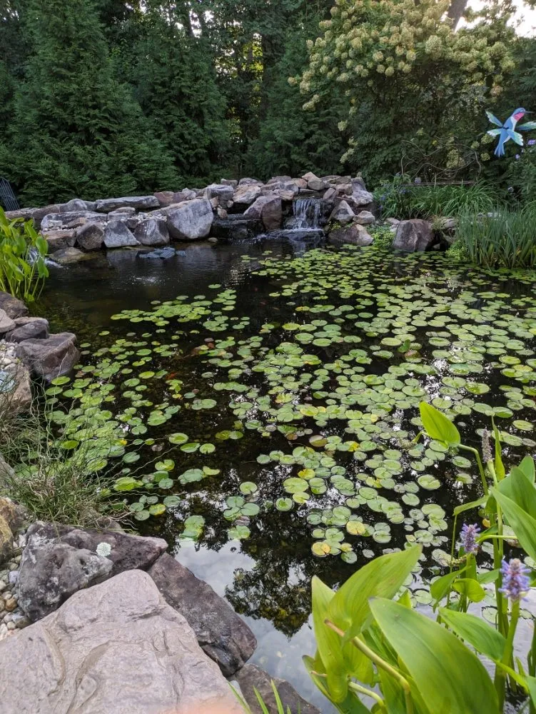 Reliable yard cleanup service near you in Ofallon, MO by Providence Pond Service