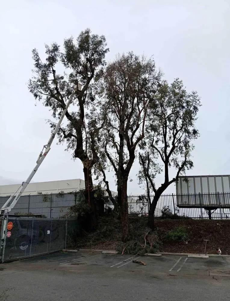 Professional outdoor landscaping in Irvine, CA - Provision Landscape