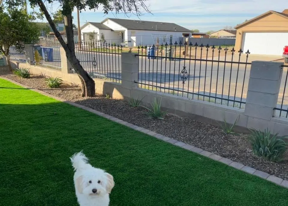 Expert lawn care service in Phoenix, AZ by Provision Landscapes