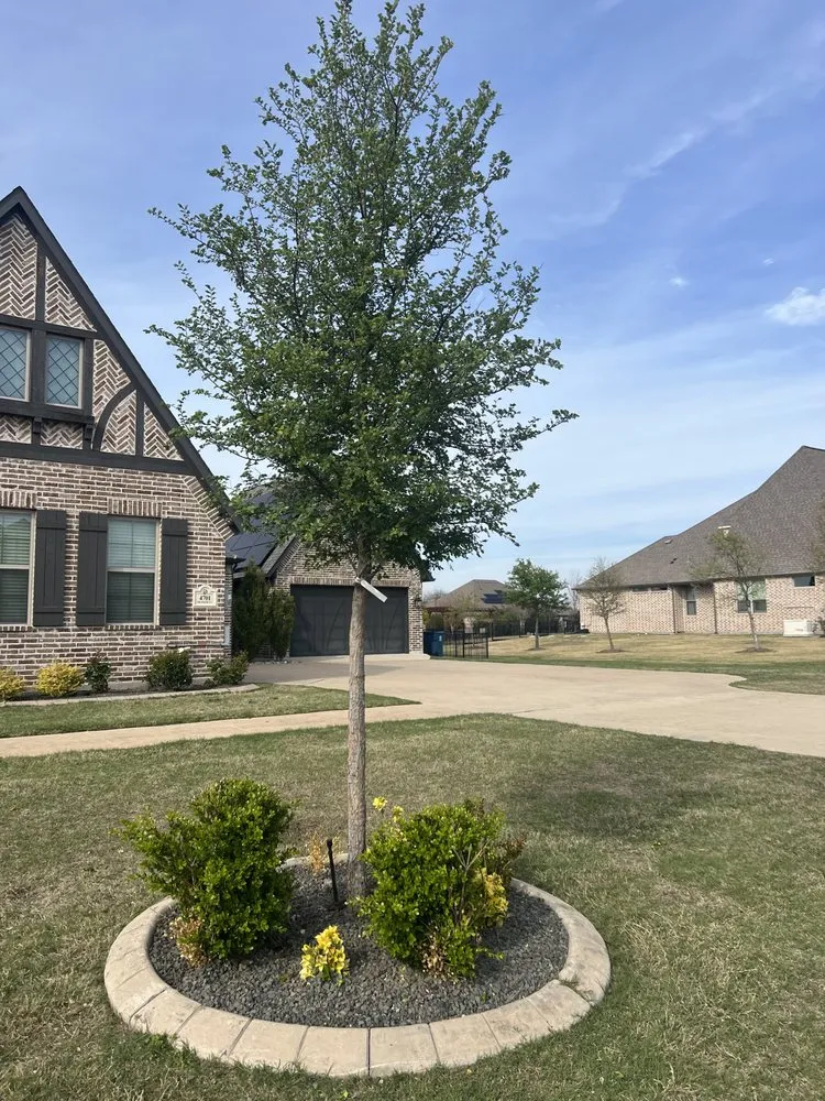 Affordable residential landscaping experts serving Princeton, TX - Provista Texas Landscaping