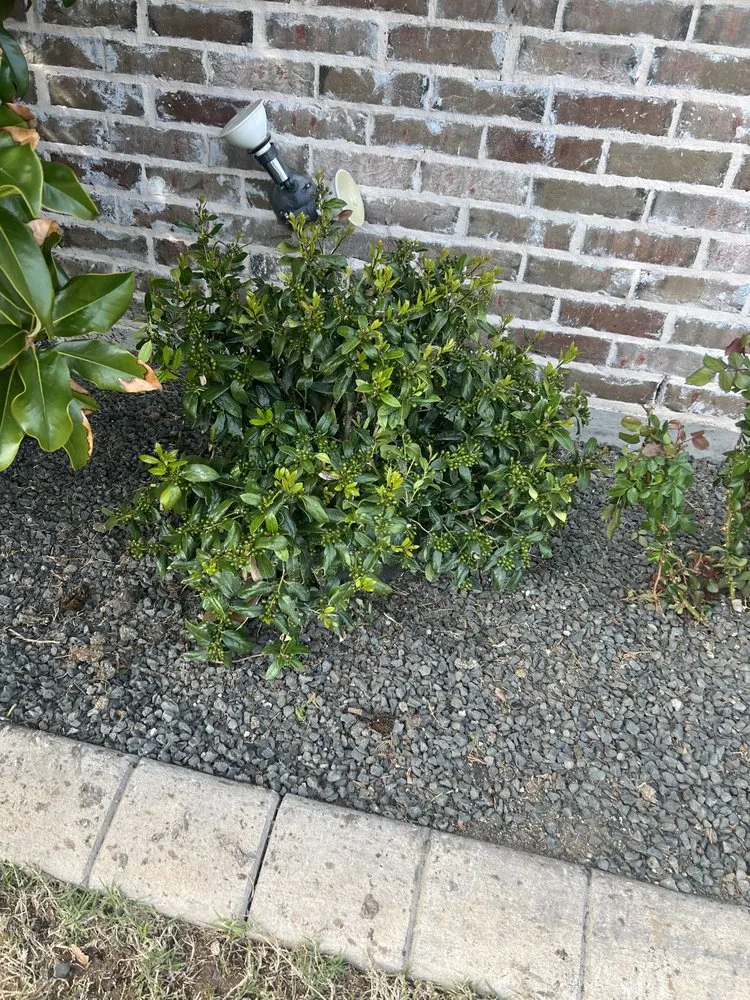 Reliable yard maintenance with custom design across Princeton, TX - Provista Texas Landscaping