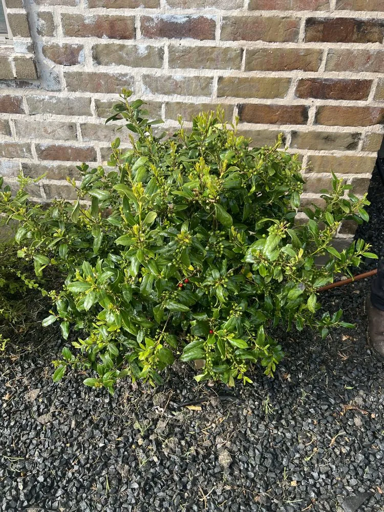 Reliable landscape design in Princeton, TX by Provista Texas Landscaping