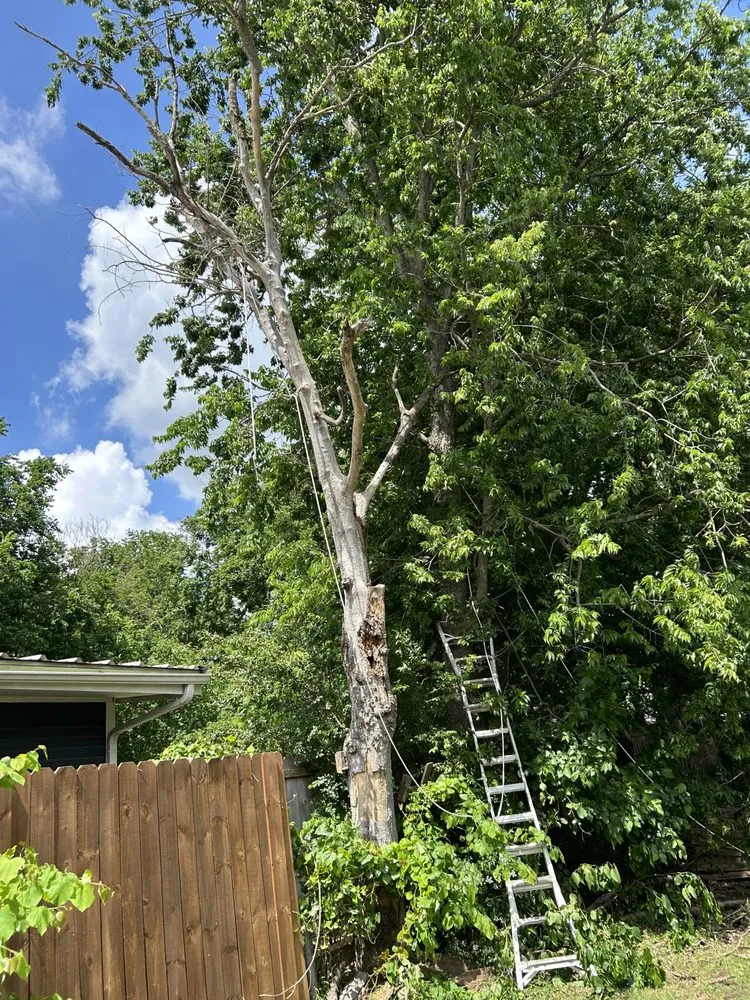 Trusted landscape design in Princeton, TX by Provista Texas Landscaping