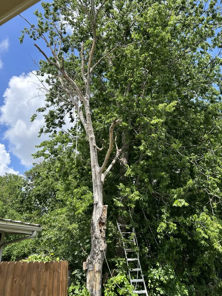 Local yard maintenance experts serving Princeton, TX - Provista Texas Landscaping