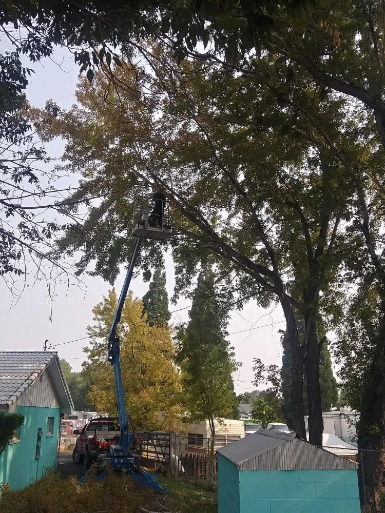 Reliable outdoor landscaping for residential properties across Carson City, NV - Pryde Tree & Landscape Services