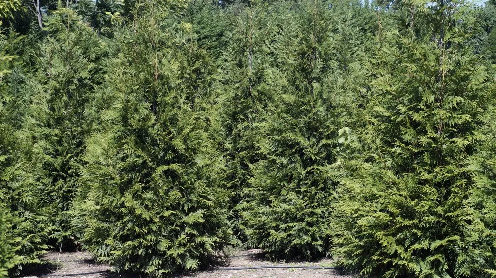 Trusted yard cleanup service for beautiful yards in Damascus, MD by Pryor's Nursery