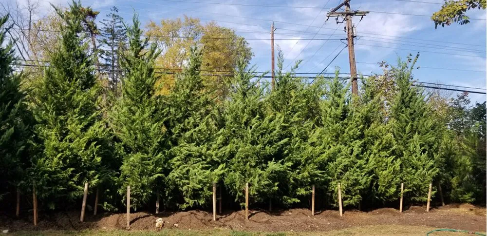 Local yard cleanup service in Damascus, MD - Pryor's Nursery