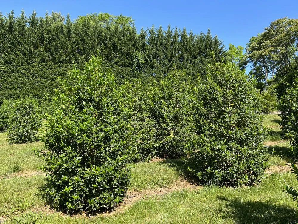 Local outdoor landscaping for year-round maintenance across Damascus, MD - Pryor's Nursery