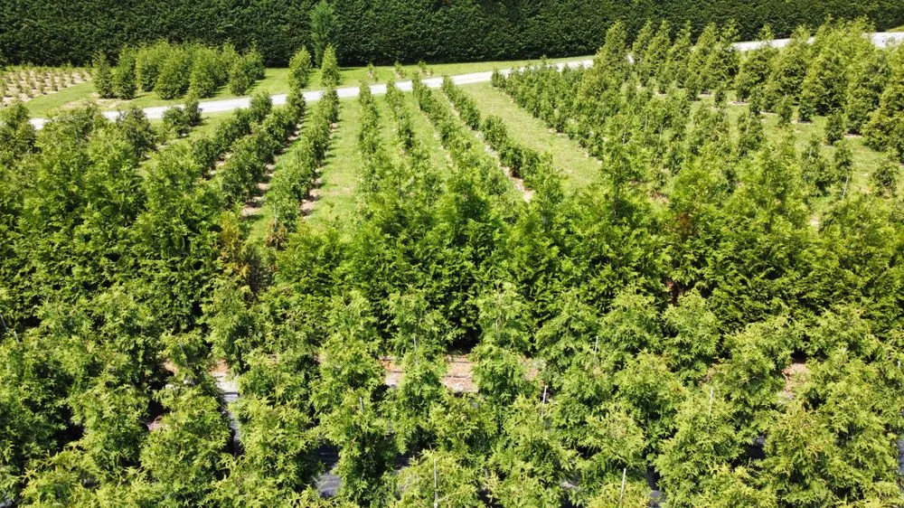 Trusted yard cleanup service experts serving Damascus, MD - Pryor's Nursery