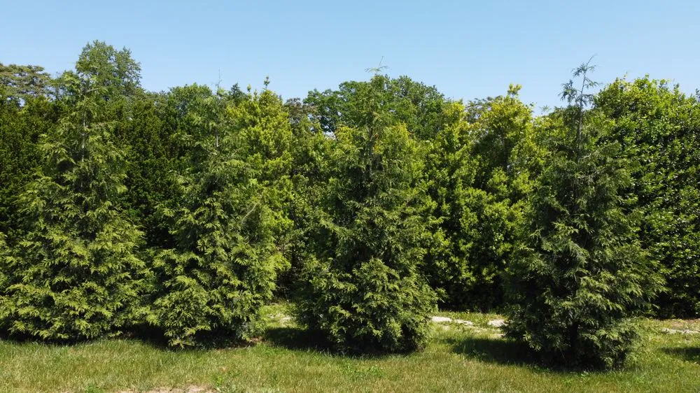 Top-rated residential landscaping in Damascus, MD by Pryor's Nursery