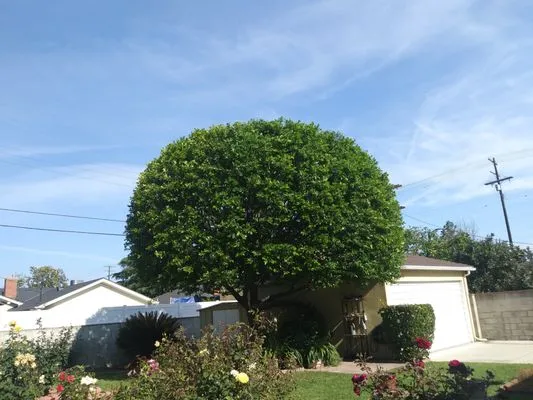 PS Gardening and Tree Trimming Logo