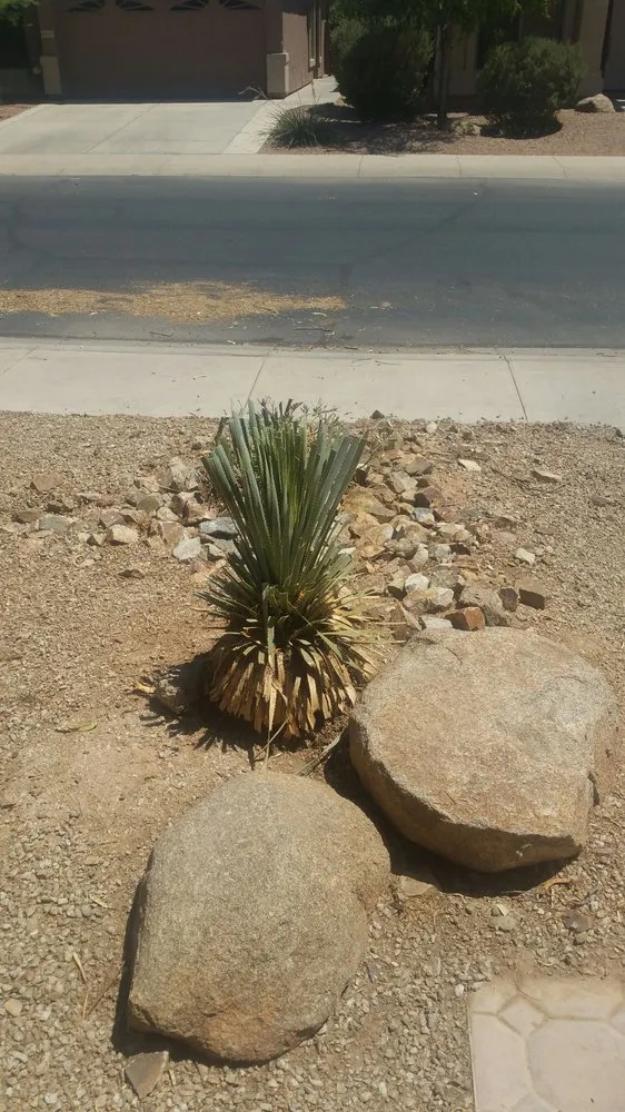 Local landscaping services with custom design in Maricopa, AZ by P&S Services Pool Service and Landscaping