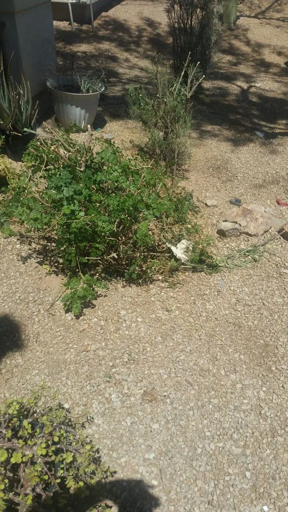 Top-rated lawn care service near you across Maricopa, AZ - P&S Services Pool Service and Landscaping