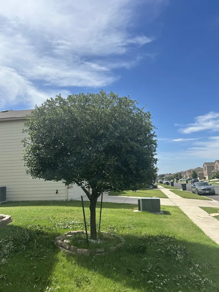 Reliable yard cleanup service in Killeen, TX - Psalms 37:1-3 Landscaping & Daniel 4 Tree Trimming