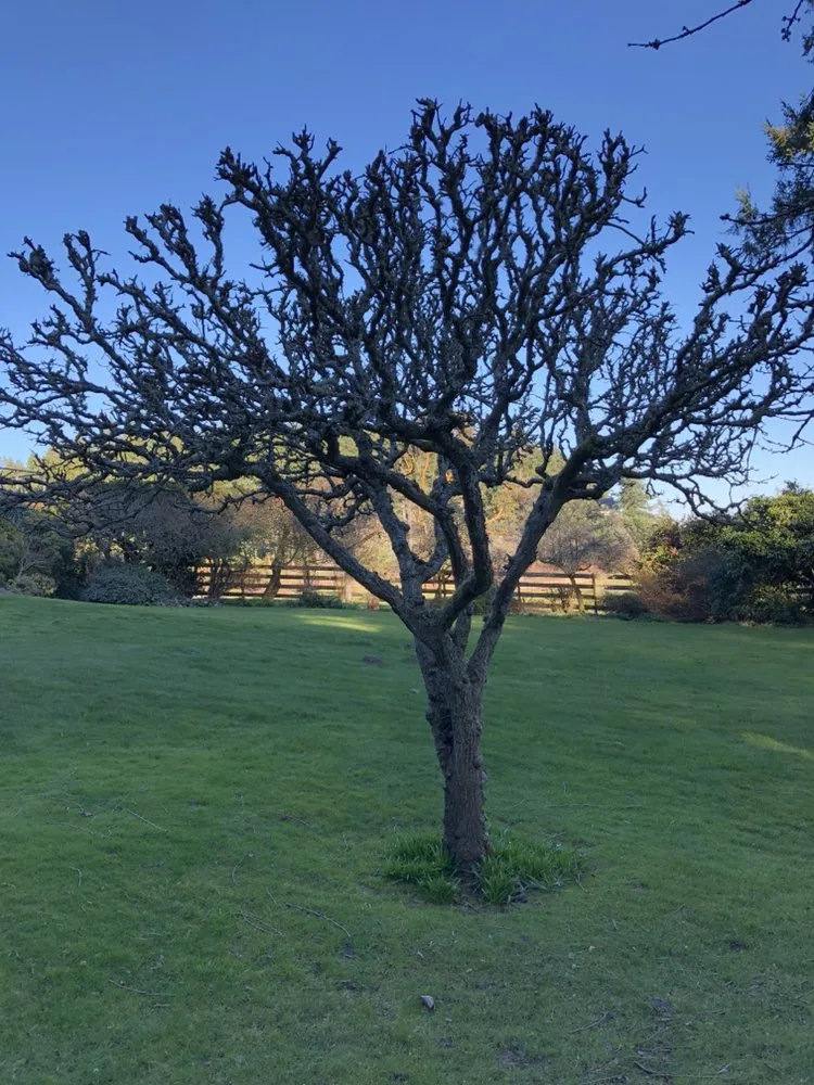 Expert yard maintenance for beautiful yards in Poulsbo, WA by PSG Lawn Care Service’s