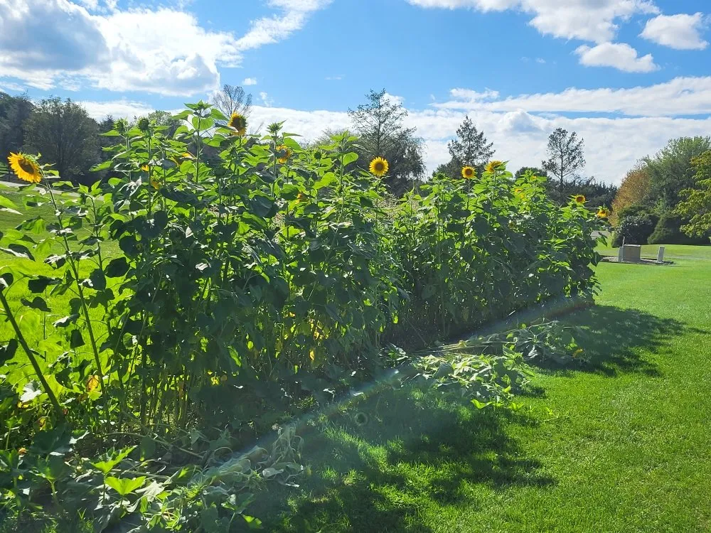 Affordable garden landscaping for year-round maintenance across Mohrsville, PA - PSP Farms