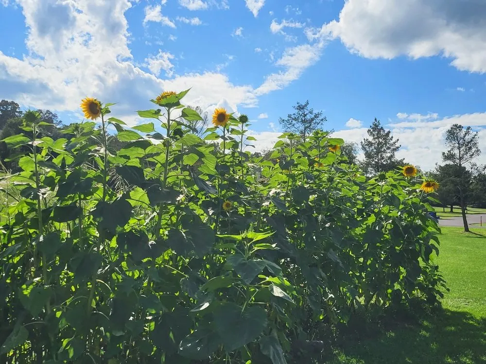 Trusted outdoor landscaping in Mohrsville, PA by PSP Farms