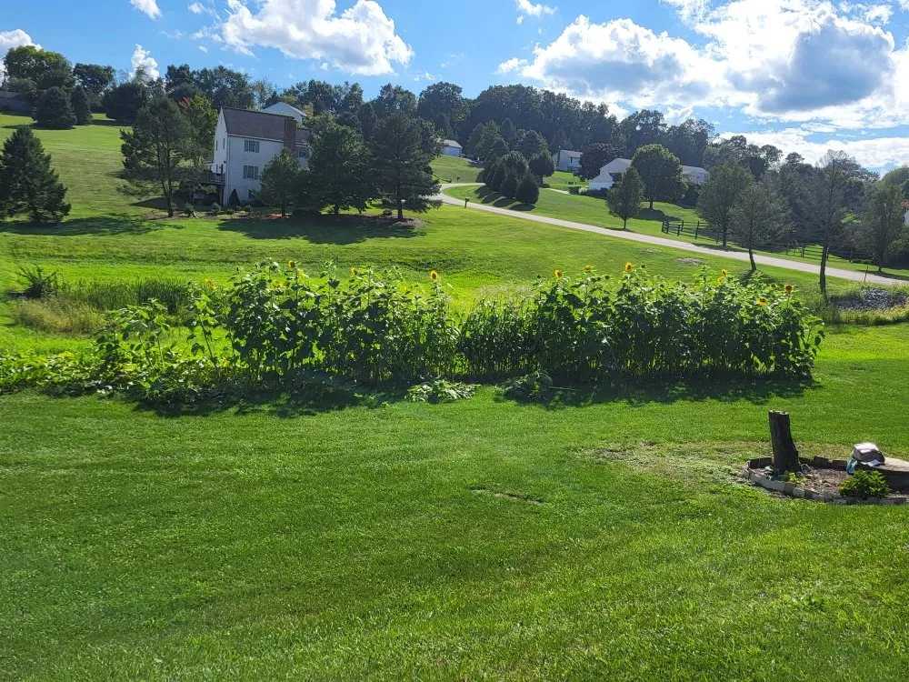 Reliable outdoor landscaping experts serving Mohrsville, PA - PSP Farms