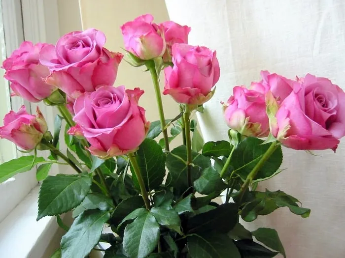 Trusted garden landscaping experts serving Riverside, CA - Ptlandscape