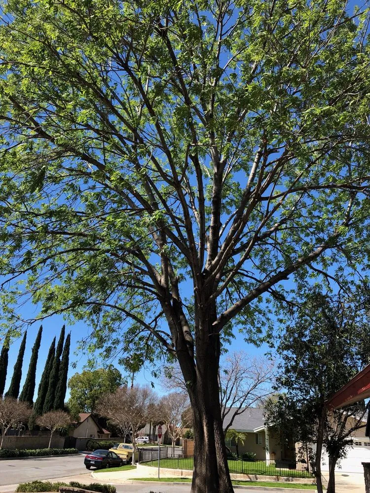 Local landscape installation for residential properties in Thousand Oaks, CA by PTS Tree Service