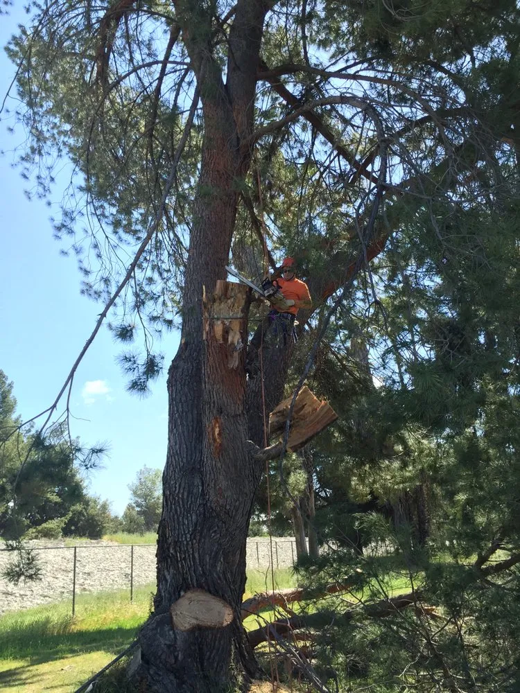 Expert landscape design for beautiful yards across Thousand Oaks, CA - PTS Tree Service