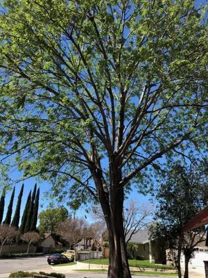 PTS Tree Service Logo