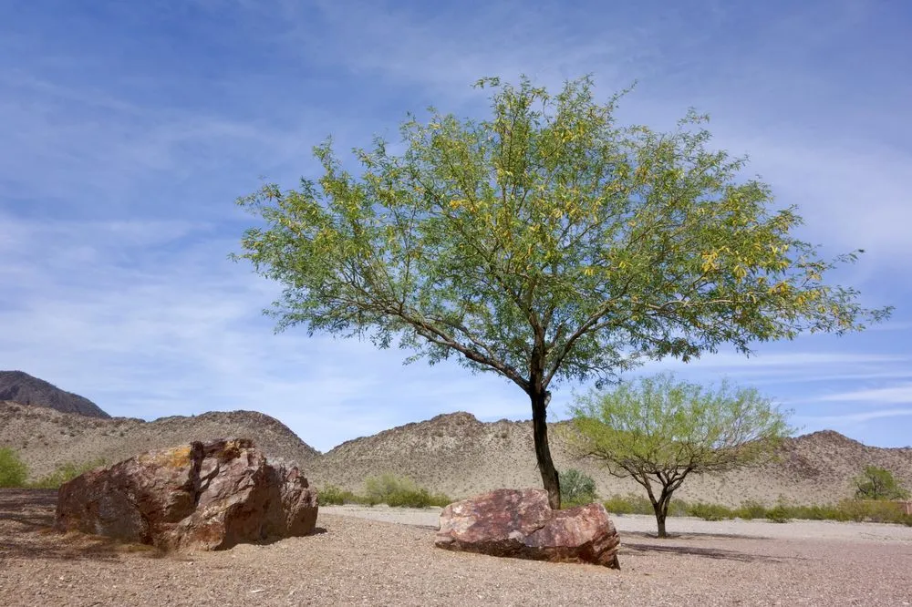 Affordable lawn care service for residential properties in Tucson, AZ by Pueblo Verde Landscaping