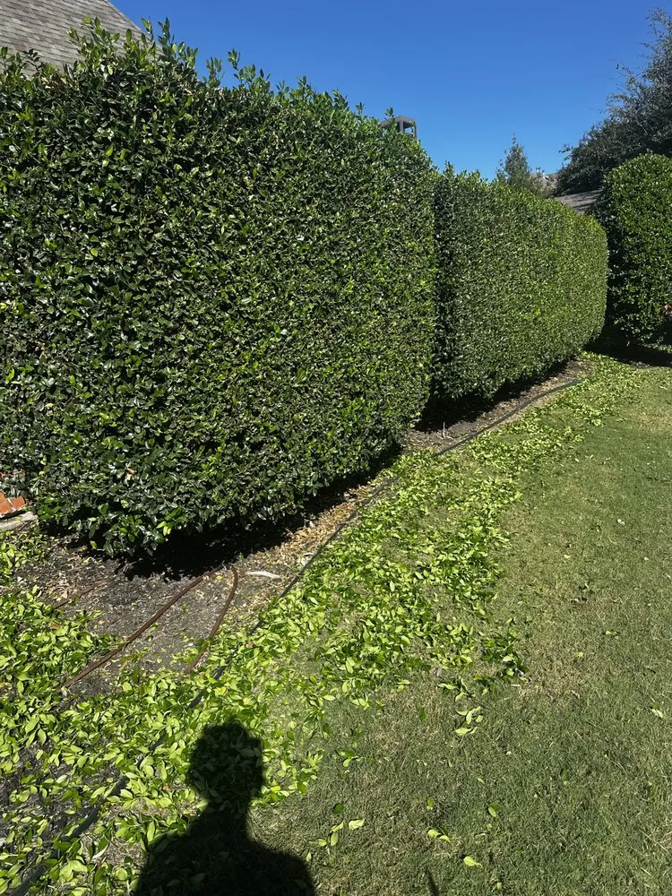 Local residential landscaping in Farmers Branch, TX by Pugas Landcaping