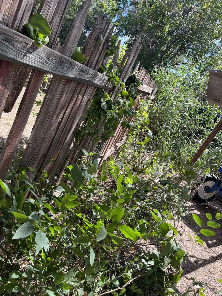 Affordable yard cleanup service experts serving Burkburnett, TX - Pugs Green Lawn And Contract Service