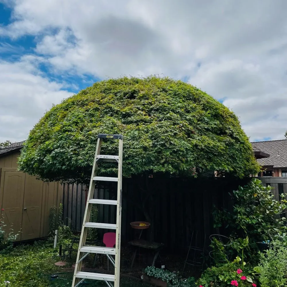 Affordable residential landscaping experts serving Sonoma, CA - Pulido Land Management