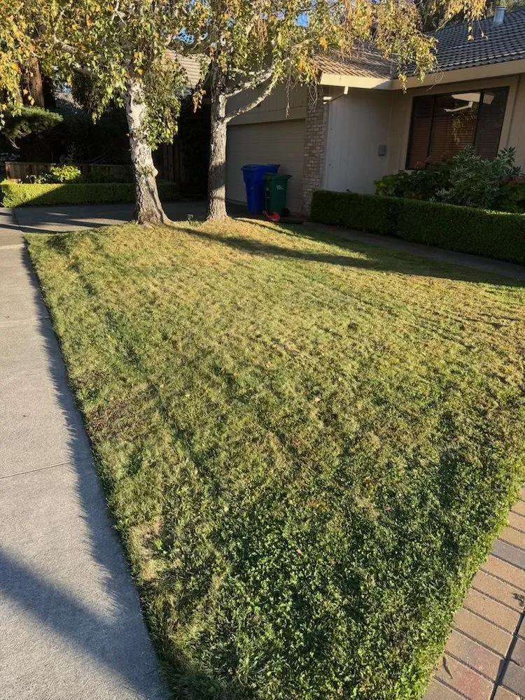 Top-rated yard cleanup service for year-round maintenance across Sonoma, CA - Pulido Land Management