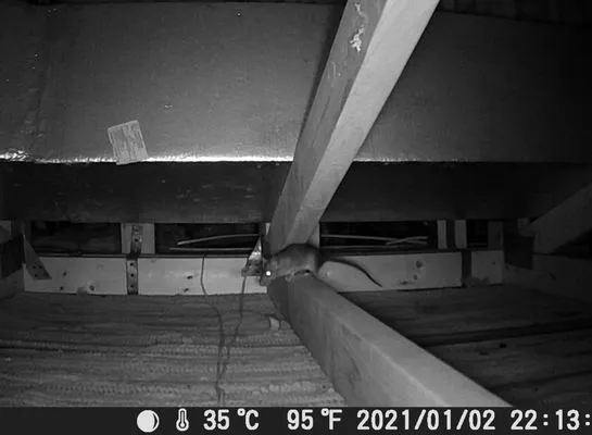 Punta Gorda Pest Control Logo