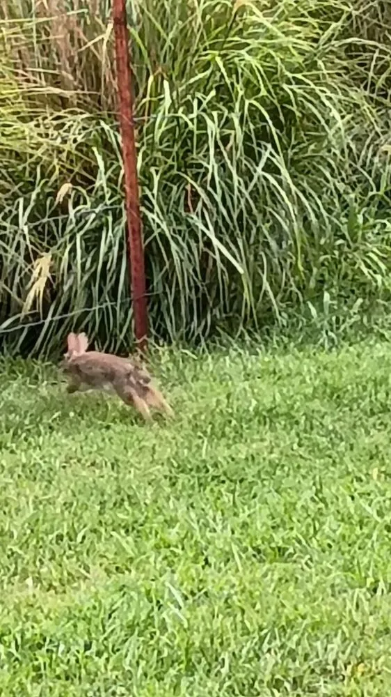 Reliable lawn mowing service in Pittsburg, KS - Pupadux Rentals