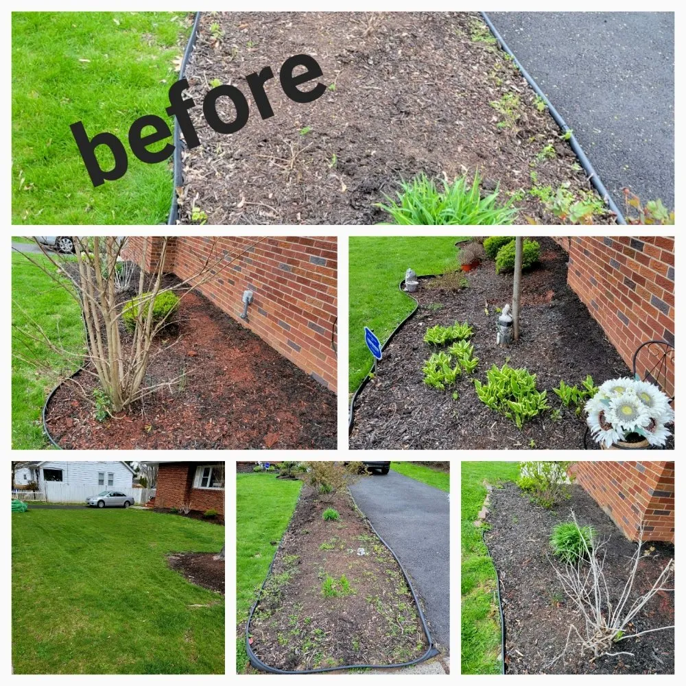 Professional lawn care service in Plainfield, NJ - Puppy Cutting Grass Landscaping