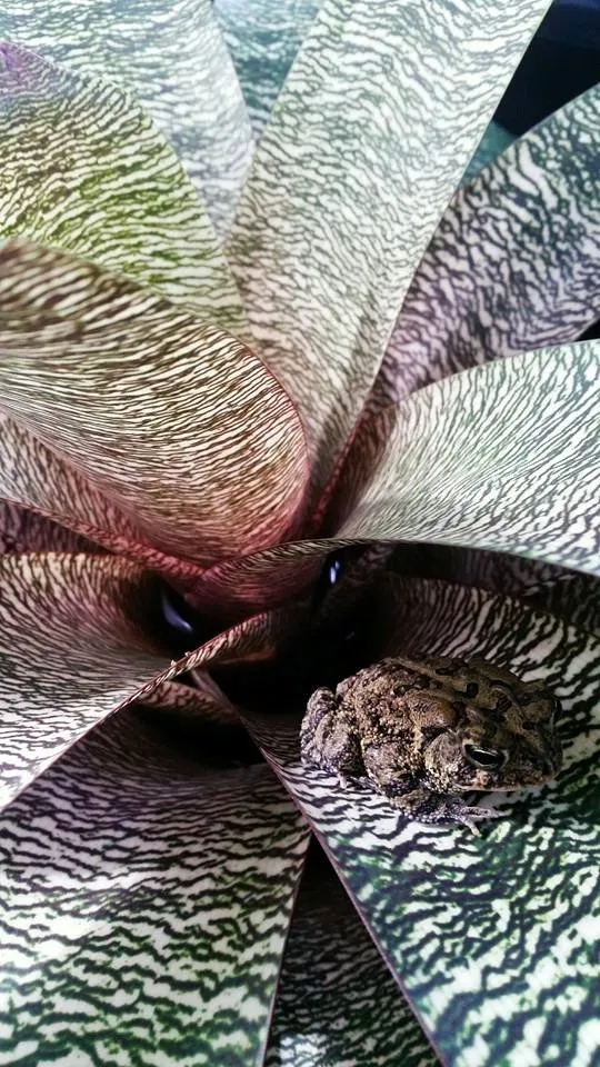 Reliable landscape design for outdoor upgrades across Daytona Beach, FL - Pura Vida Tropical Gardens