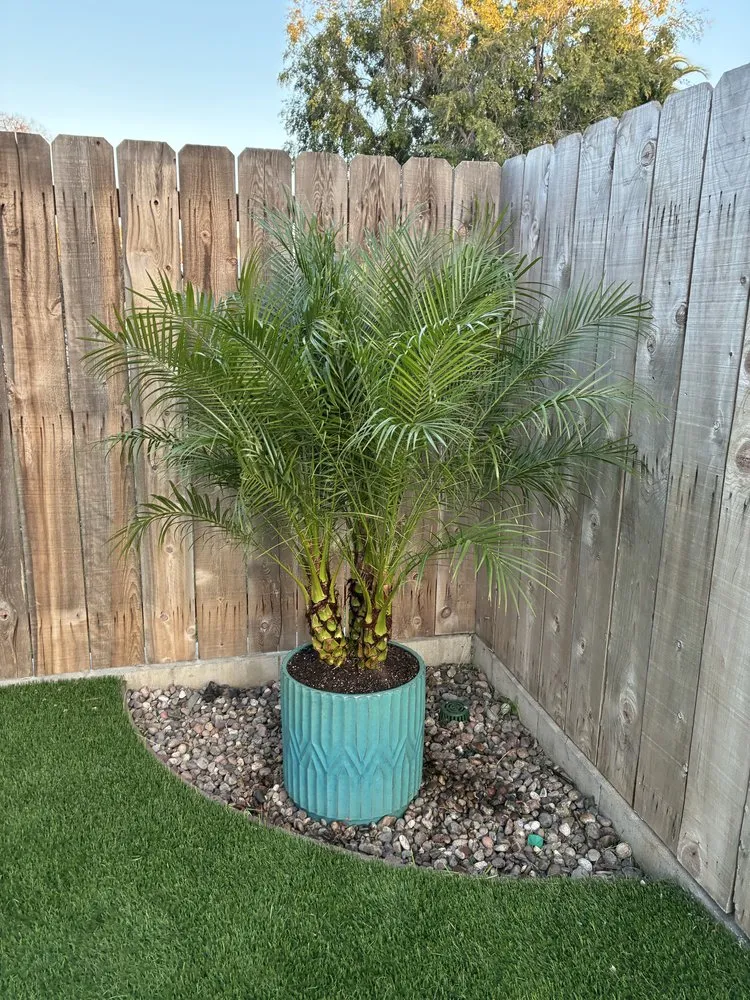 Expert lawn care service in San Diego, CA - Pura Vista