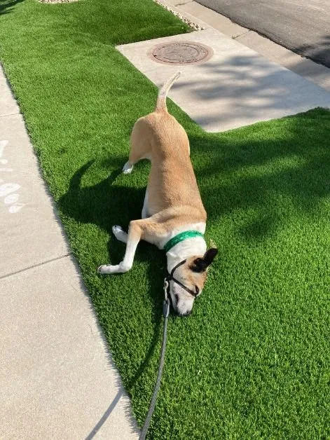Trusted residential landscaping for outdoor upgrades across Castle Rock, CO - Purchase Green Artificial Grass - Castle Rock