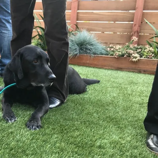 Affordable landscape design in Grand Terrace, CA by Purchase Green Artificial Grass - Riverside