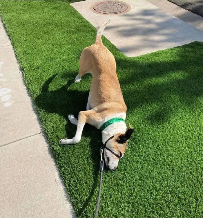 Affordable residential landscaping experts serving Fort Myers, FL - Purchase Green Artificial Grass