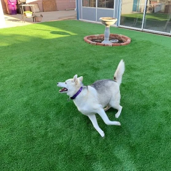 Local lawn mowing service in Los Alamitos, CA - Purchase Green Artificial Grass-Los Alamitos